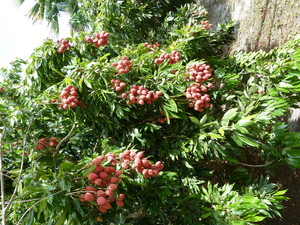 Pine Island Botanicals / The Sprout Queen