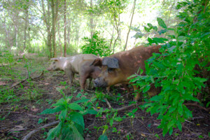 Grass Fed Eats