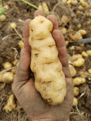 Makah Ozette Potato