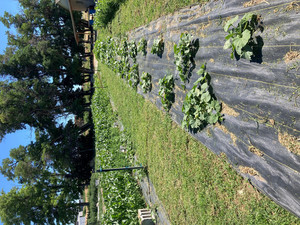 Cook's Family Farm