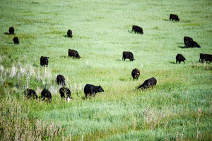 Hoggan Ranch