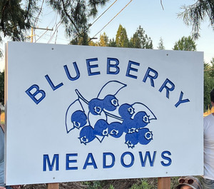 Blueberry Meadows