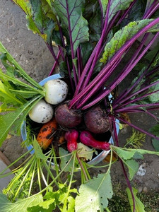 Sun Catcher Farms Ldt.