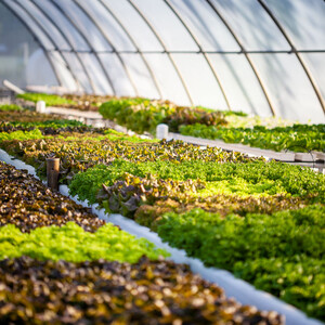 Verdegreens Farms