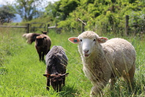 Scuttleship Farm