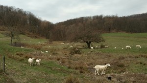 High Meadow Farm