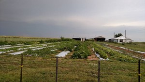 Simpson Farm
