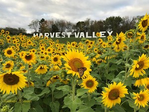 Harvest Valley Farms