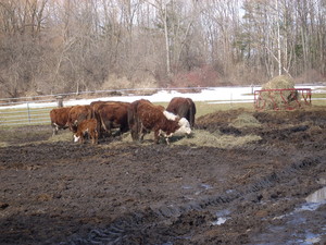 Willowplace Farm