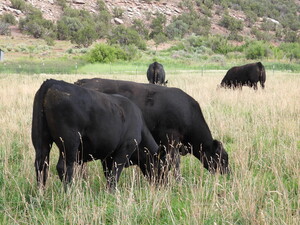 Quarter Circle H Angus LLC, (aka)  AZ All Natural Beef