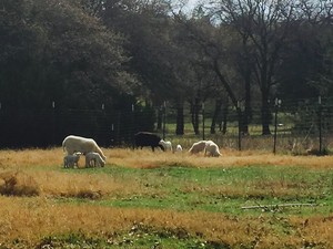 Green Acres Farm OKC