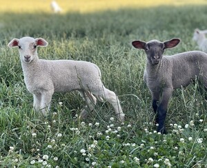 Black Sheep Farms SC