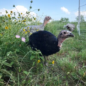 Black Turkey