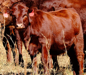 Ararat Farm