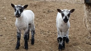 Waltz Family Farm