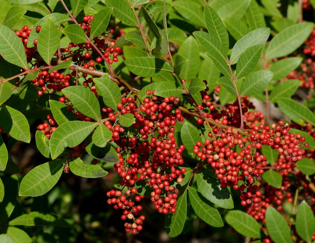 Brazilian Pepper.jpg