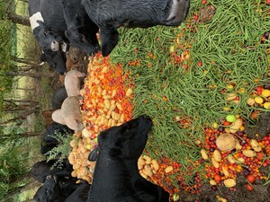 Nature's Old Time Meats