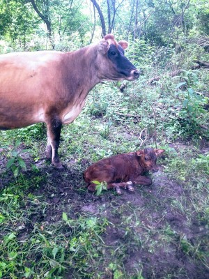 Liberty Hills Farm