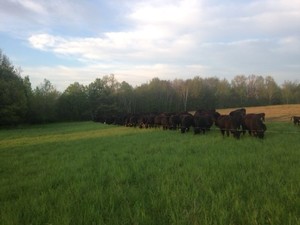 Against the Grain Pastures