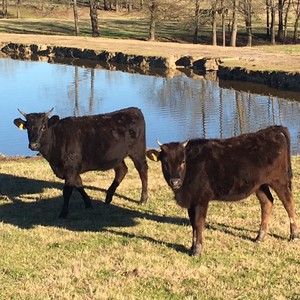 Easterling Farms