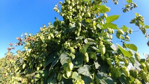 Radzie Hop Farm
