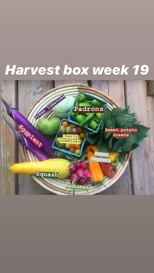 Urban Teaching Farm