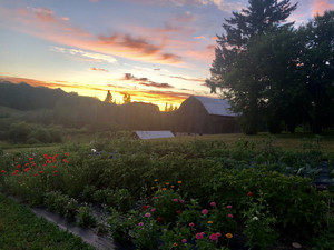 Red Cardinal Farm