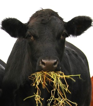 Rosebriar Farms grass fed Wagyu Beef