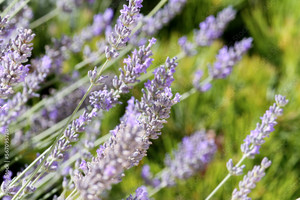 Long Shot Lavender