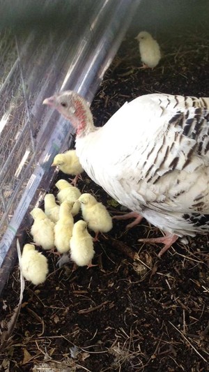 ChiggaHopper Farm's