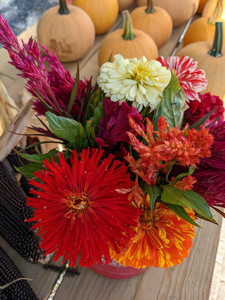 Dynamite Harvest