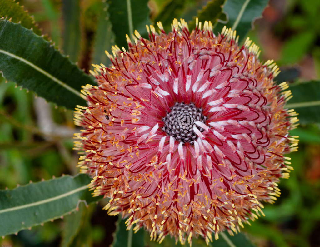 UCSC Arboretum and Botanic Garden LocalHarvest