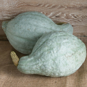 Sugar Hubbard Squash
