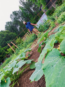 Always Growing Upchurch Farms LLC