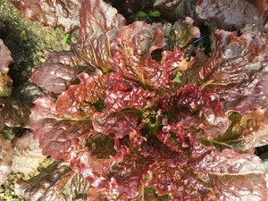 Buckeye Harvest Market