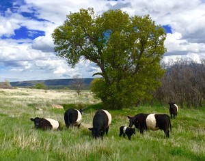 L&M Ranch