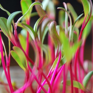 South Florida Microgreens
