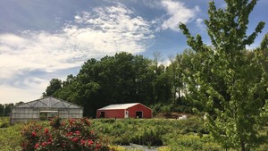 Bluewinkle Berry Farm