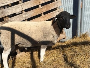 Bechard Family Farm