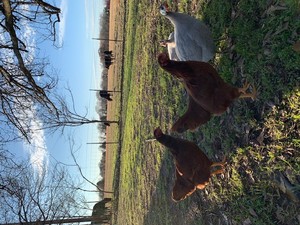 Rhode Island Red Chicken, 
