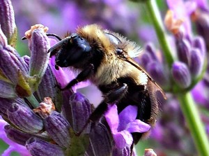 Fairview Lavender Farm
