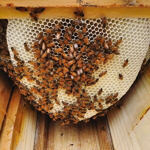 Windmill Apiary