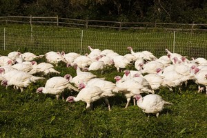 Livengood Family Farm LLC