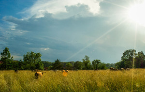 Glen Mary Grass Fed