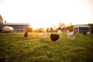 Cartermere Farms