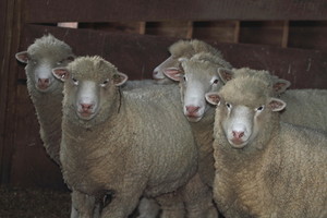 Boreland Family Farm - Pastured Lamb