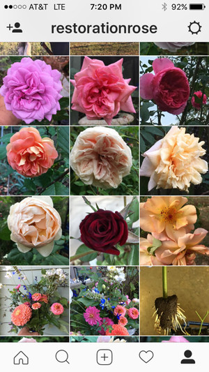 Restoration Roses