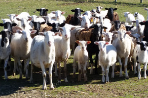 Spring Mountain Farms