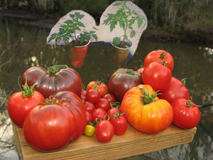 Tomatoland