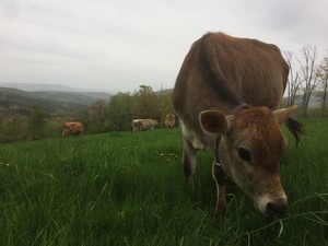 Rebop Farm